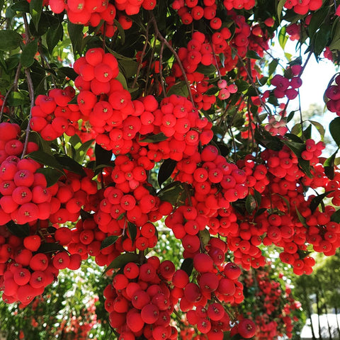 Australia's Superfood Pantry: Exploring Native Ingredients