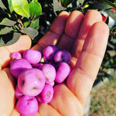 Hands holding native Australian produce